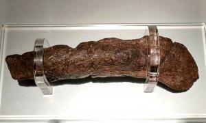 York's Wikingerkot-Fossil hat uns so viel erzählt!