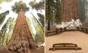 Waldbrand bedroht größten Baum der Welt