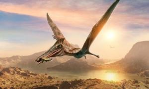 Südamerikas größtes fliegendes Reptil: 9 Meter!