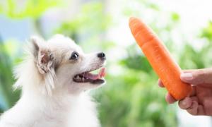 Waren Hunde aus der Bronzezeit wirklich Vegetarier?