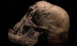 Der Hobbit-Biss des Homo Floresiensis analysiert
