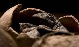 Wissenschaftler blicken ins Innere von Dinosaurier-Eiern 