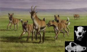 Früheste Überreste von Jagdhunden zeigen Altruismus im Rudel