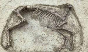Merowingisches Elitegrab und sein kopfloses Pferd