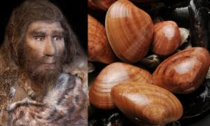 Neandertaler sammelten Muscheln in einer Tiefe von 2 bis 4 Metern unter Wasser.