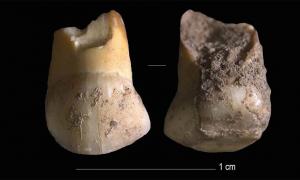 Fund eines Milchzahns von einem 12-jährigen Neandertalerkind