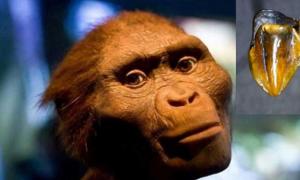 9,7 Millionen Jahre alte Zähne, die in Deutschland gefunden wurden, gehören zu einem Hominin, von dem man weiß, dass er erst 4 Millionen Jahre später in Afrika existierte