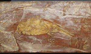 Bizarres Begräbnis: Mädchen mit Vogelschädel im Mund