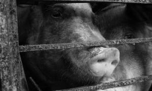 Mittelalterliche Justiz: Schwein wurde wegen Mordes vor Gericht gestellt, verurteilt und hingerichtet