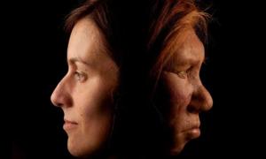 Forschung bestätigt, dass die DNA der Neandertaler etwa 20% des modernen menschlichen Genoms ausmacht