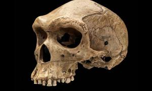 Prähistorische Schädel mit kugelförmigen Löchern