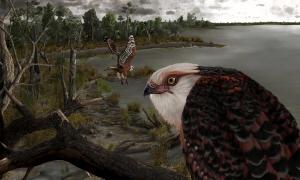 25 Millionen Jahre alter Raubvogel in Australien gefunden