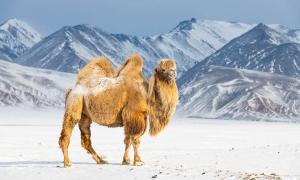Menschen und Riesenkamele koexistierten in der Mongolei