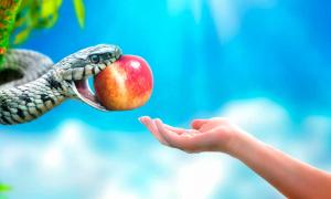 Warum der Apfel die verbotene Frucht ist und warum nicht.