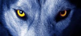 Fenrir, ein Wolf von bemerkenswerter Größe und Kraft
