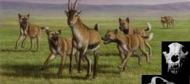 Früheste Überreste von Jagdhunden zeigen Altruismus im Rudel