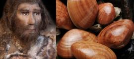 Neandertaler sammelten Muscheln in einer Tiefe von 2 bis 4 Metern unter Wasser.