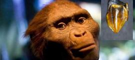 9,7 Millionen Jahre alte Zähne
