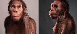 Fehlendes Bindeglied in der Wirbelsäule vereint Affen, Neandertaler und uns