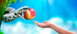 Warum der Apfel die verbotene Frucht ist und warum nicht.