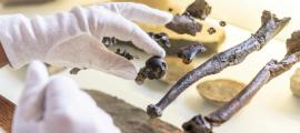 Wissenschaftler haben einen 11,62 Millionen Jahre alten Affen beschrieben, der sich wie kein anderes Lebewesen auf der Erde bewegt hat!