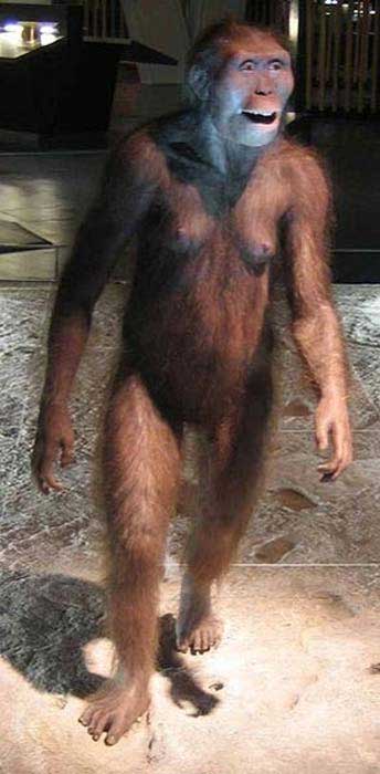 Eine Rekonstruktion eines weiblichen Australopithecus afarensis.