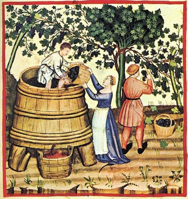 Weinlese und Weinproduktion im 14. Jahrhundert.