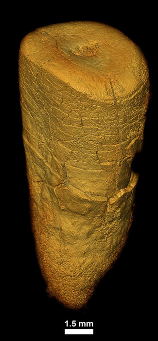 Zahn eines erwachsenen Neandertalers aus Les Cottés in Frankreich. Ihre Ernährung bestand hauptsächlich aus dem Fleisch von großen pflanzenfressenden Säugetieren.